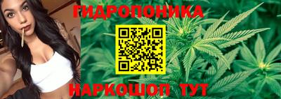 шишки Аргун